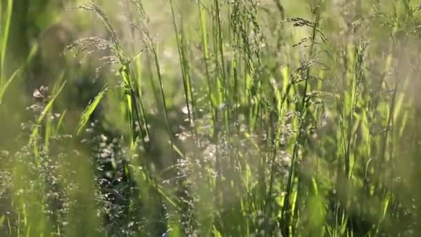 Açık Havada Yeni Taze Yeşil Çimenlerin Kısa Klipsi Seçili Odak — Stok video