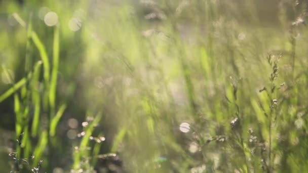 Outdoor Kurzer Clip Von Neuem Und Frischem Grünen Gras Ausgewählte — Stockvideo