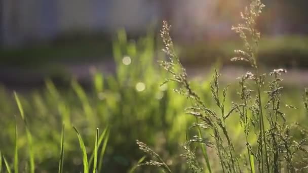 Venkovní Krátký Klip Nové Čerstvé Zelené Trávy Vybrané Zaměření Rozmazat — Stock video