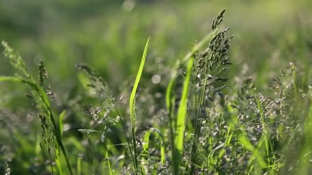 Outdoor Kurzer Clip Von Neuem Und Frischem Grünen Gras Ausgewählte — Stockvideo