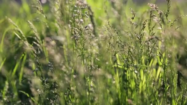 Outdoor Kurzer Clip Von Neuem Und Frischem Grünen Gras Ausgewählte — Stockvideo