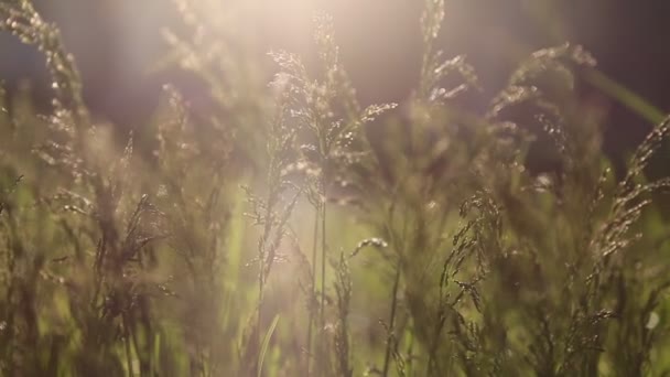 Venkovní Krátký Klip Nové Čerstvé Zelené Trávy Vybrané Zaměření Rozmazat — Stock video