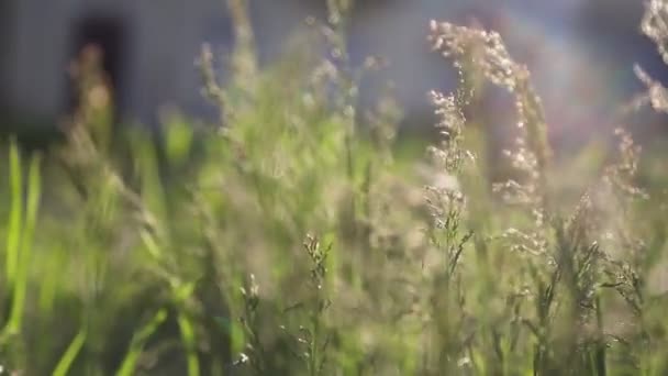 Clip Corto Aire Libre Hierba Verde Nueva Fresca Enfoque Seleccionado — Vídeo de stock