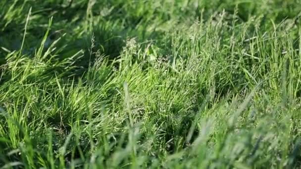 Відкритому Повітрі Короткий Кліп Нової Свіжої Зеленої Трави Вибраний Фокус — стокове відео