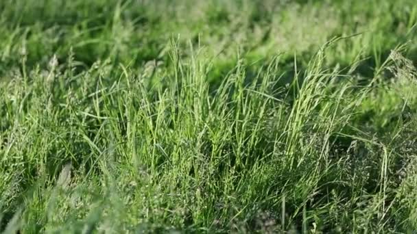 新しく新鮮な緑の芝生の屋外ショートクリップ 選択したフォーカス ぼかしの背景 — ストック動画