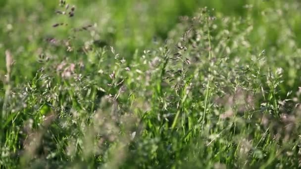 Outdoor Kurzer Clip Von Neuem Und Frischem Grünen Gras Ausgewählte — Stockvideo