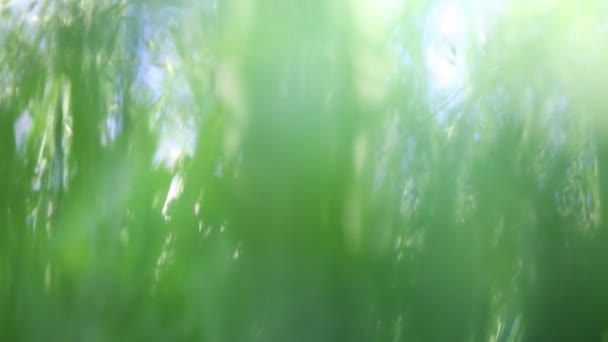 Açık Havada Yeni Taze Yeşil Çimenlerin Kısa Klipsi Seçili Odak — Stok video