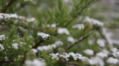 Küçük beyaz çiçekler, bir çalılık. Rüzgarlı bir hava. Seçili odak. Bulanık ve odaksız.