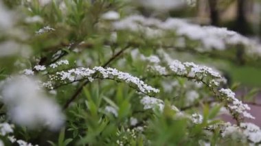 Küçük beyaz çiçekler, bir çalılık. Rüzgarlı bir hava. Seçili odak. Bulanık ve odaksız.