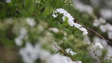 Küçük beyaz çiçekler, bir çalılık. Rüzgarlı bir hava. Seçili odak. Bulanık ve odaksız.