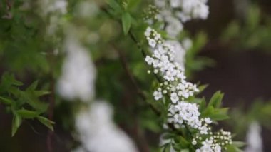 Küçük beyaz çiçekler, bir çalılık. Rüzgarlı bir hava. Seçili odak. Bulanık ve odaksız.