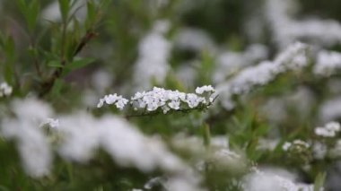 Küçük beyaz çiçekler, bir çalılık. Rüzgarlı bir hava. Seçili odak. Bulanık ve odaksız.