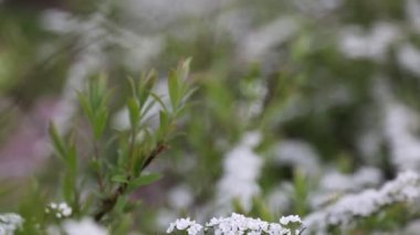 Küçük beyaz çiçekler, bir çalılık. Rüzgarlı bir hava. Seçili odak. Bulanık ve odaksız.
