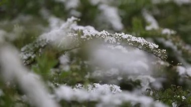 Küçük beyaz çiçekler, bir çalılık. Rüzgarlı bir hava. Seçili odak. Bulanık ve odaksız.