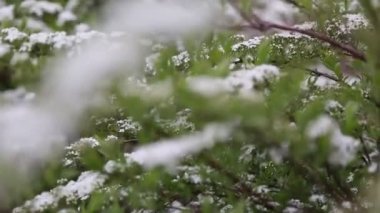 Küçük beyaz çiçekler, bir çalılık. Rüzgarlı bir hava. Seçili odak. Bulanık ve odaksız.