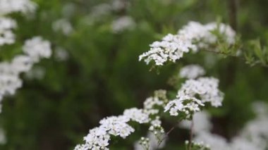 Küçük beyaz çiçekler, bir çalılık. Rüzgarlı bir hava. Seçili odak. Bulanık ve odaksız.
