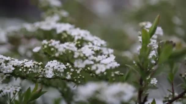 Små Vita Blommor Buske Utomhus Vädret Blåste Ett Valt Fokus — Stockvideo