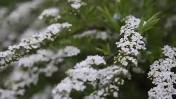 Malé Bílé Květy Křoví Venku Větrné Počasí Vybrané Zaměření Rozmazat — Stock video