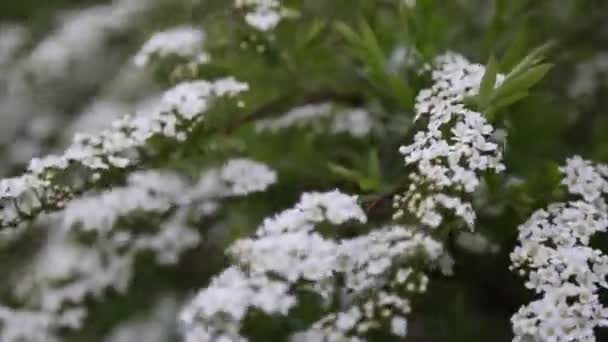 Pequenas Flores Brancas Arbusto Livre Tempo Ventoso Foco Seleccionado Borrão — Vídeo de Stock