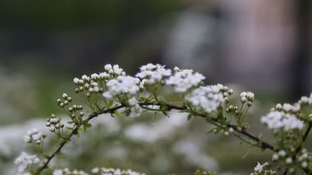 Små Vita Blommor Buske Utomhus Vädret Blåste Ett Valt Fokus — Stockvideo