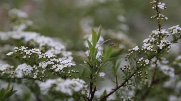 白色的小花 户外的灌木丛 多风的天气选定的重点 模糊而无重点 — 图库视频影像