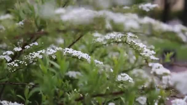 Pequenas Flores Brancas Arbusto Livre Tempo Ventoso Foco Seleccionado Borrão — Vídeo de Stock