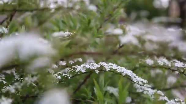 Pequenas Flores Brancas Arbusto Livre Tempo Ventoso Foco Seleccionado Borrão — Vídeo de Stock