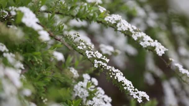 Pequeñas Flores Blancas Arbusto Aire Libre Clima Ventoso Enfoque Seleccionado — Vídeo de stock