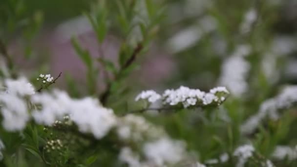 Pequeñas Flores Blancas Arbusto Aire Libre Clima Ventoso Enfoque Seleccionado — Vídeo de stock