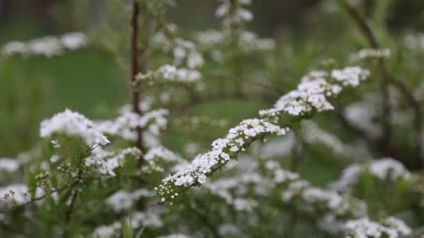Mały Biały Kwiat Krzak Odkryty Pogoda Wietrzna Wybrane Skupienie Rozmycie — Wideo stockowe