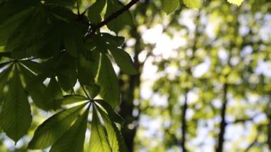 Baharda kestane ağacında taze yeşil yapraklar