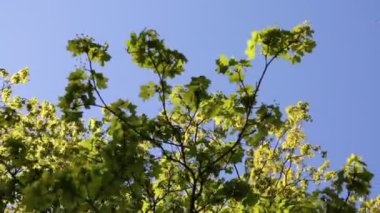 Akçaağaçtaki yumuşak yeşil yapraklar. Seçili odak.