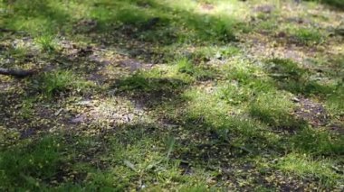 Ağaçların gölgeleri yeşil çimlerin üzerinde