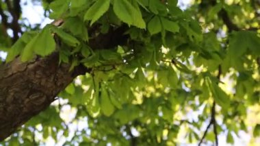 Baharda kestane ağacında taze yeşil yapraklar