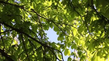 Baharda kestane ağacında taze yeşil yapraklar