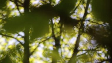 Baharda kestane ağacında taze yeşil yapraklar