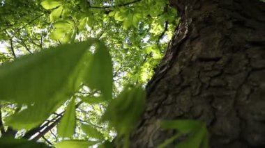 Baharda kestane ağacında taze yeşil yapraklar