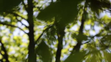 Baharda kestane ağacında taze yeşil yapraklar