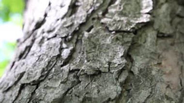Açık hava görüntülerinde kestane ağacı kabuğu desenli. Seçili odak. Bulanık arkaplan.