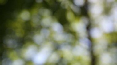 Baharda kestane ağacında taze yeşil yapraklar