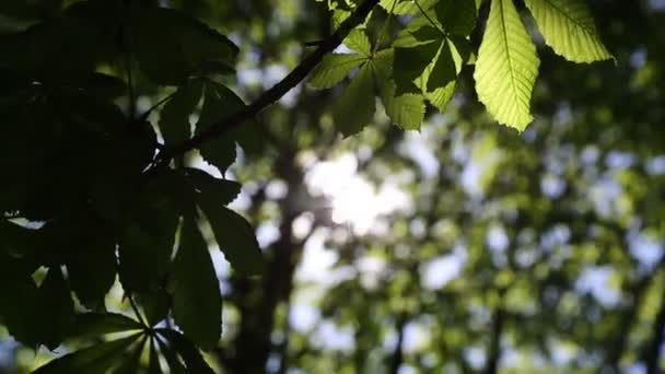 Feuilles Vertes Fraîches Sur Châtaignier Printemps — Video