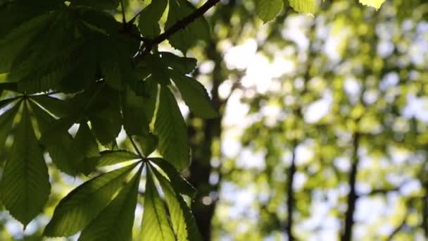 Feuilles Vertes Fraîches Sur Châtaignier Printemps — Video