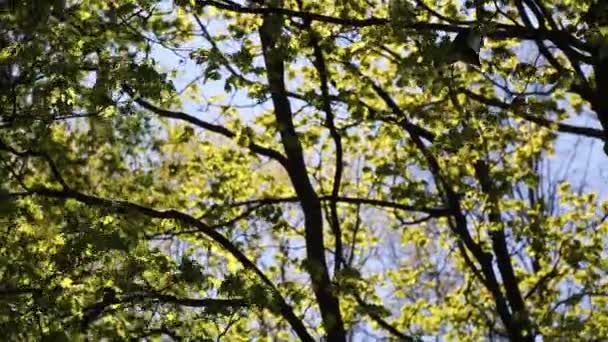 Zielone Liście Drzewie Klonowym Wybrane Skupienie — Wideo stockowe