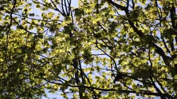 Tender Green Leaves Maple Tree Selected Focus — Stock Video