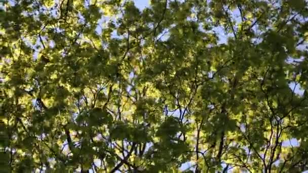 Tender Green Leaves Maple Tree Selected Focus — Stock Video