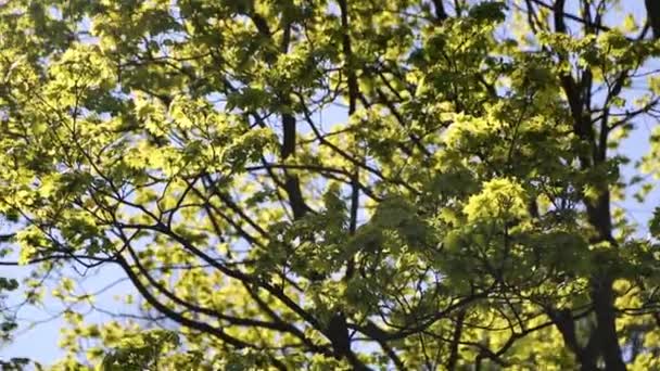 Tender Green Leaves Maple Tree Selected Focus — Stock Video