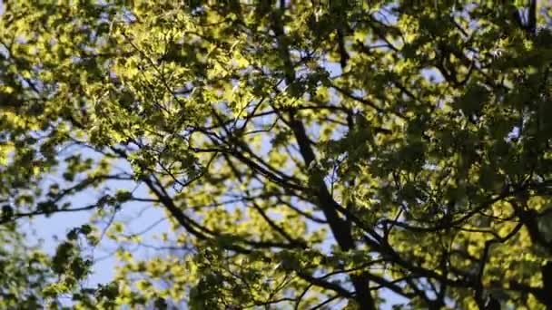 カエデの木には緑の葉があります 選択されたフォーカス — ストック動画