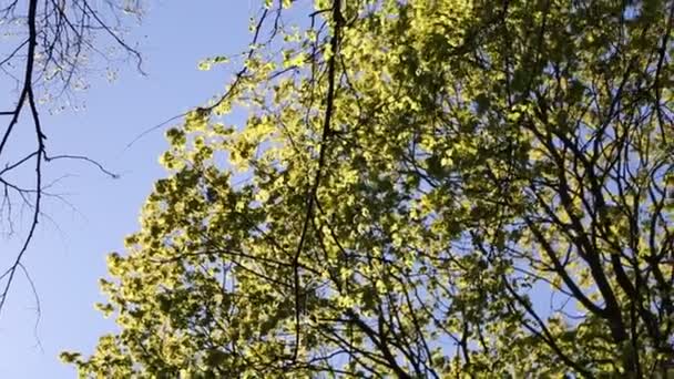 Tender Green Leaves Maple Tree Selected Focus — Stock Video