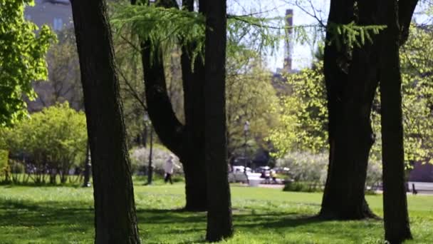 Empty Green Park Summer — Stock Video