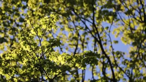 Akçaağaçtaki Yumuşak Yeşil Yapraklar Seçili Odak — Stok video